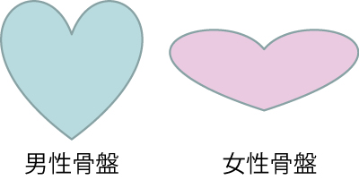 産道、軟産道、骨産道