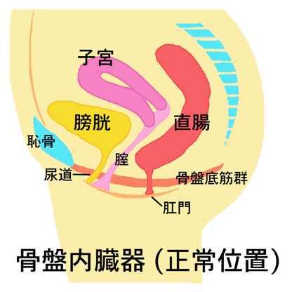 骨盤内臓、生殖器、卵巣、子宮