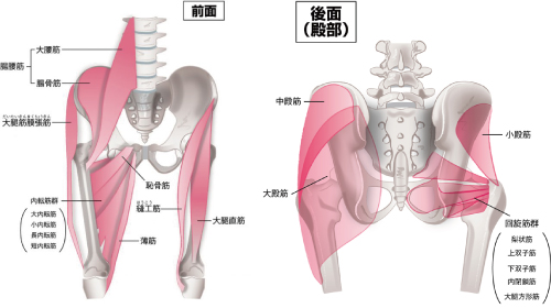 大腿四頭筋、大腿二頭筋、梨状筋、腰痛