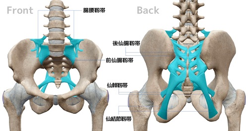 恥骨結合、仙腸関節痛、腰痛
